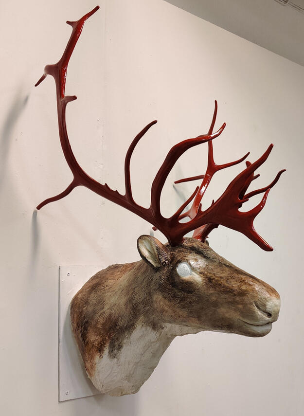 Taistelija Kipsi, harjateräs, poron sarvet. 2024